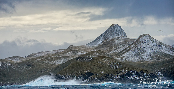 Bird Island, South Georgia Island