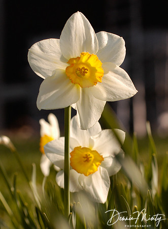 Daffodil, Newfoundland, Canada