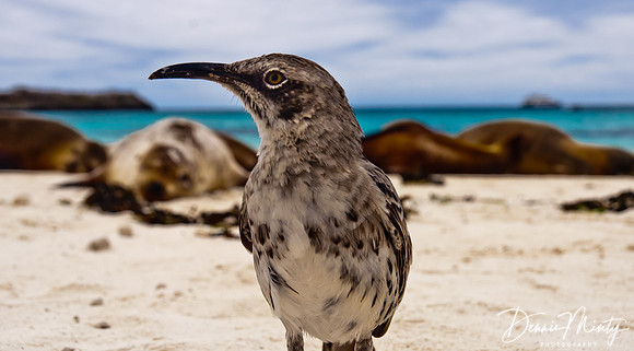 Hood Mockingbird, Espanola Island