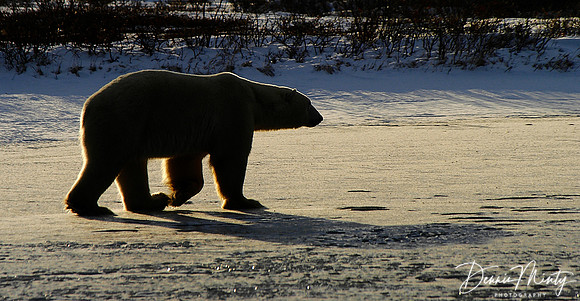 Evening Stroll, Polar Bear (Ursus maritimus), Churchill, Manitoba, Canada