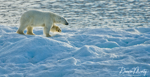 Polar Bear (Ursus maritimus), Lancaster Sound, Nunavut