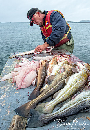 Filleting Cod, L'Anse aux Meadows, Newfoundland
