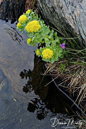 Roseroot (Rhodiola rosea), Newfoundland, Canada