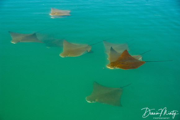 Golden Rays, Southern Isabella Island
