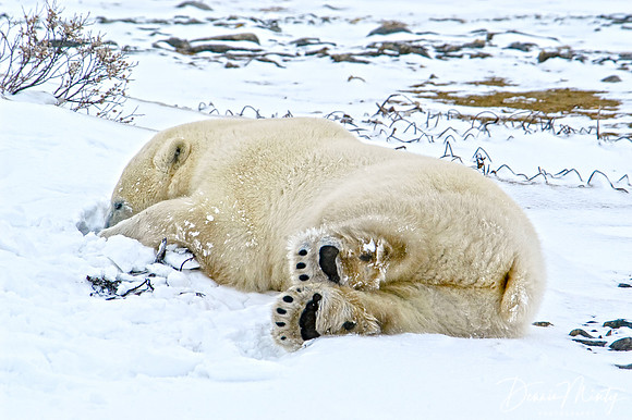 Polar Bear, Churchill, Manitoba