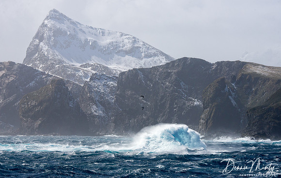 Bird Island, South Georgia Island
