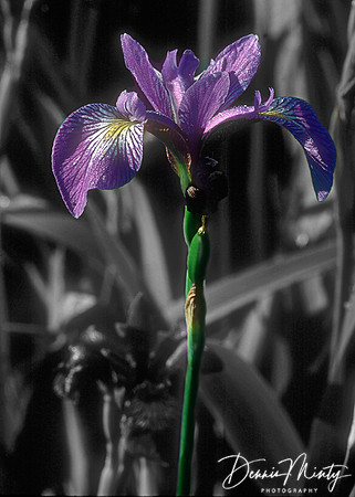 Blue Flag (Iris versicolor), Newfoundland, Canada