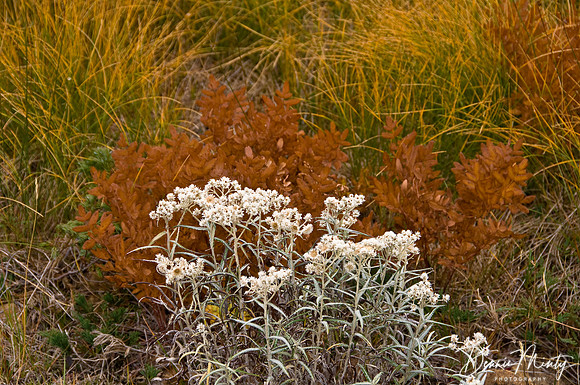 Pearly Everlasting (Anaphalis margaritacea), Tablelands, Gros Morne National Park