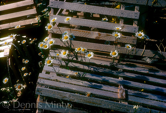 Daisies and Lobster Pots, Twillingate, Newfoundland, Canada