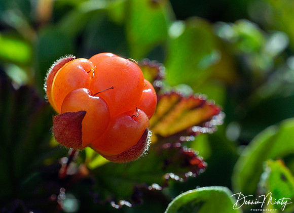 Bakeapple or Cloudberry, (Rubus chamaemorus), Newfoundland. Canada
