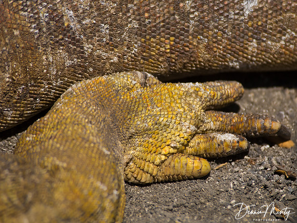 Land Iguana Detail, Southern Isabella Island