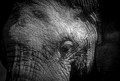 African Elephant, Ngorongoro Crater, Tanzania