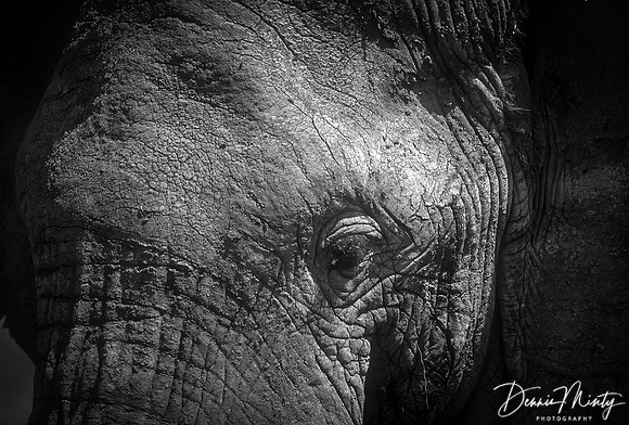 African Elephant, Ngorongoro Crater, Tanzania