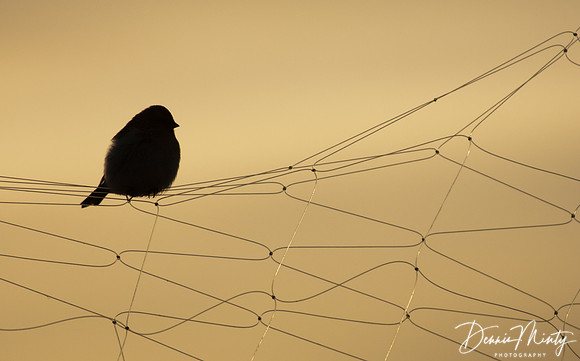 Redpoll, Qaanaaq, Greenland