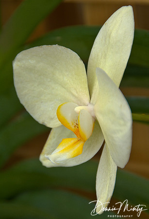 Unknown Orchid, Memorial University of Newfoundland Botanical Garden, St. John's, Newfoundland, Canada