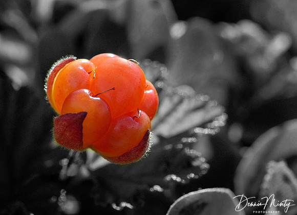 Bakeapple or Cloudberry, (Rubus chamaemorus), Newfoundland. Canada