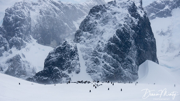 Gentoo Penguin (Pygoscelis papua), Cuverville Island, Antarctica
