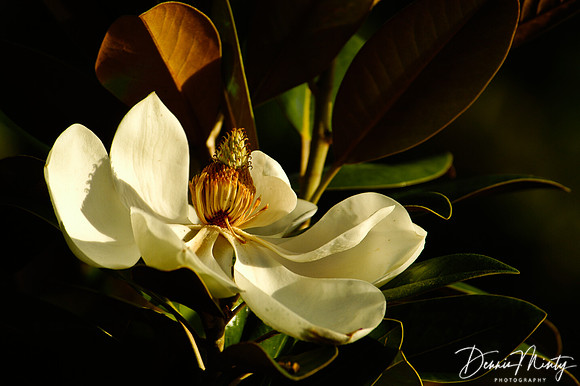 Unknown Flower, Dargaville, New Zealand