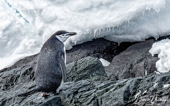 Chinstrap Penguin (Pygoscelis antarctica), Danko Island, Antarctica