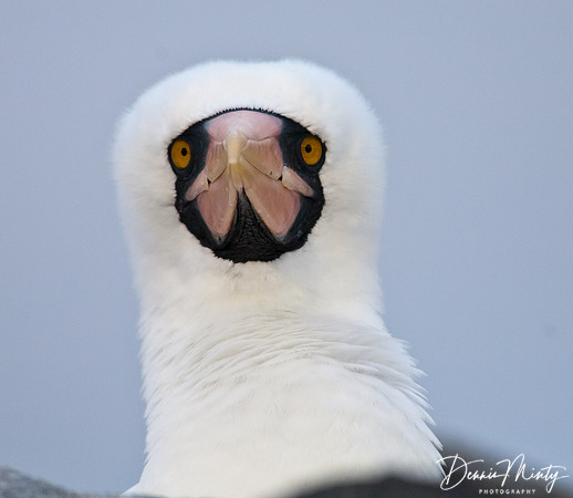 Nazca Booby, Espanola Island