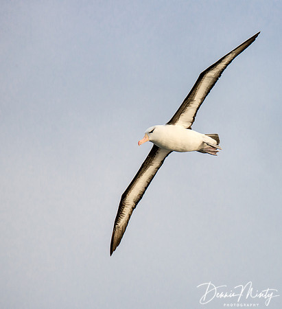Black-browed Albatross, Scotia Sea