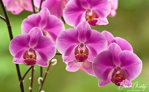 Unknown Orchid