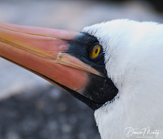 Nazca Booby, Espanola Island