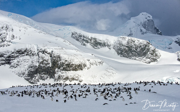 Gentoo Penguins (Pygoscelis papua), Cuverville Island, Antarctica