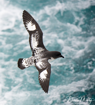 Cape Petrel, Scotia Sea