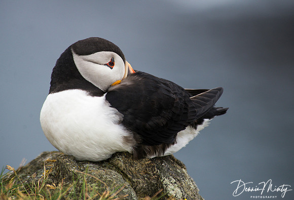 Atlantic Puffin, Elliston/Maberly, Newfoundland