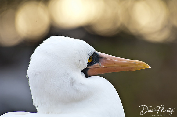 Nazca Booby, Espanola Island
