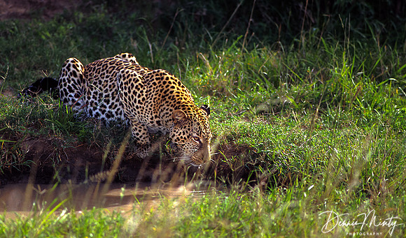 Leopard, Massai Mara National Park, Kenya, Africa