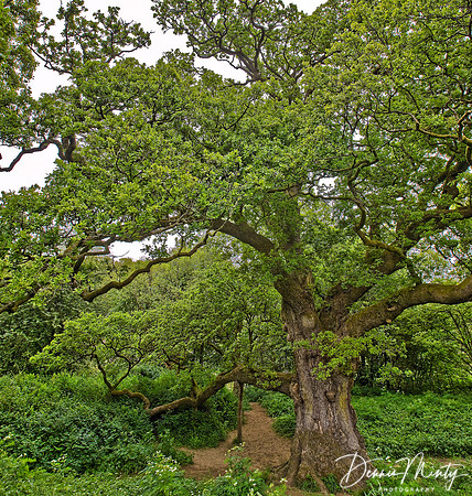 Birnam Oak, Birnam, Perthshire, Scotland