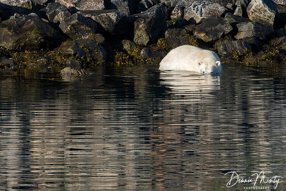 Polar Bear, Nachvak Fjord, Labrador