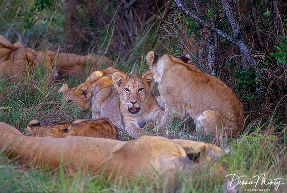 Pride of Lions Resting, Massai Mara National Park, Kenya