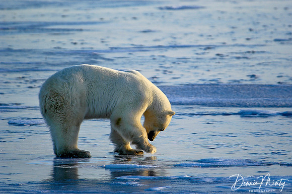Polar Bear (Ursus maritimus), Churchill, Manitoba, Canada
