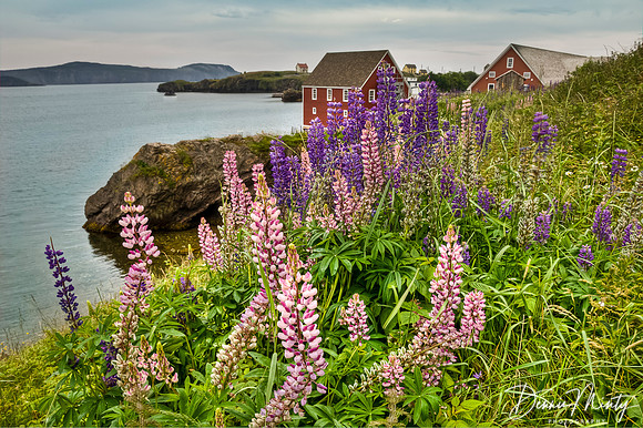 Lupines, Trinity, Newfoundland