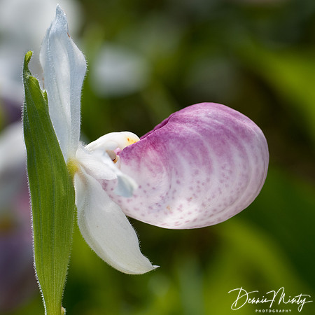 Showy Ladies Slipper, Gros Morne National Park, Newfoundland, Canada
