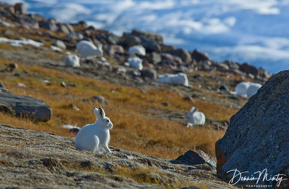 Arctic Hare, Etah, Greenland
