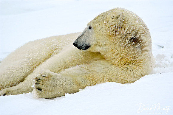 Polar Bear, Churchill, Manitoba
