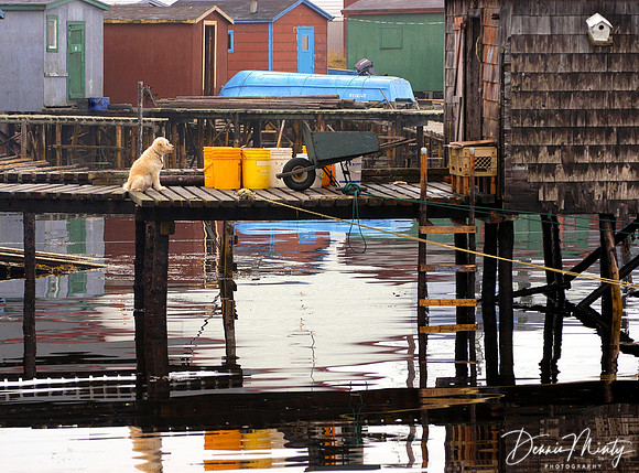 Patience, Ramea, Newfoundland, Canada
