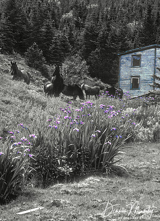 Irises & Newfoundland Ponies, British Harbour, Newfoundland
