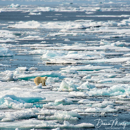 Polar Bear, South Baffin
