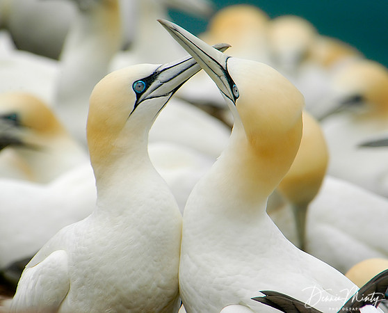 Northern Gannets (Morus bassanus), Cape St. Mary's, Newfoundland, Canada