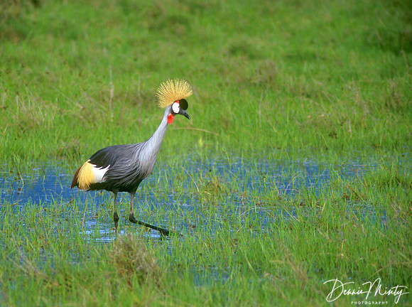 Grey Crowned Crane (Balearica regulorum) Ngorongoro Crater, Tanz