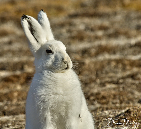 Arctic Hare, Etah, Greenland