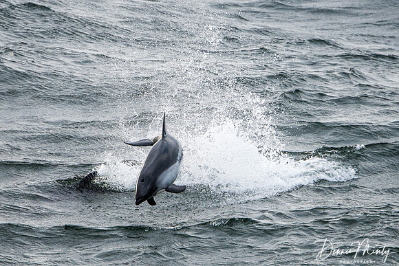 Peale's Dolphin, Falkland Islands