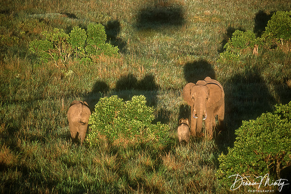 Elephants at Dawn, Massai Mara National Park, Kenya