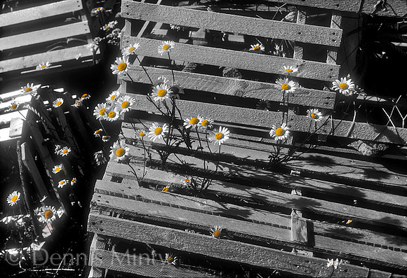 Daisies and Lobster Pots, Twillingate, Newfoundland, Canada