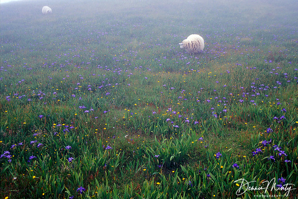 Sheep & Irises, Cape St. Mary's, Newfoundland